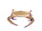 Three spot swimming crab (Portunus sanguinolentus)Â orÂ red-spotted swimming crab isolated on white background